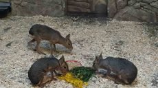 Животных в Харьковском зоопарке накормили краснокнижными цветами (фото)