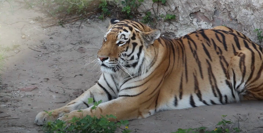 Тварини, які можуть вимерти: у зоопарку розповіли, як вберегти унікальні види (відео)