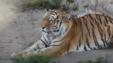 Тварини, які можуть вимерти: у зоопарку розповіли, як вберегти унікальні види (відео)