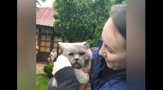В Харькове сняли с дерева кота, который просидел там неделю (видео)