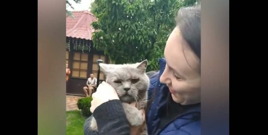 В Харькове сняли с дерева кота, который просидел там неделю (видео)