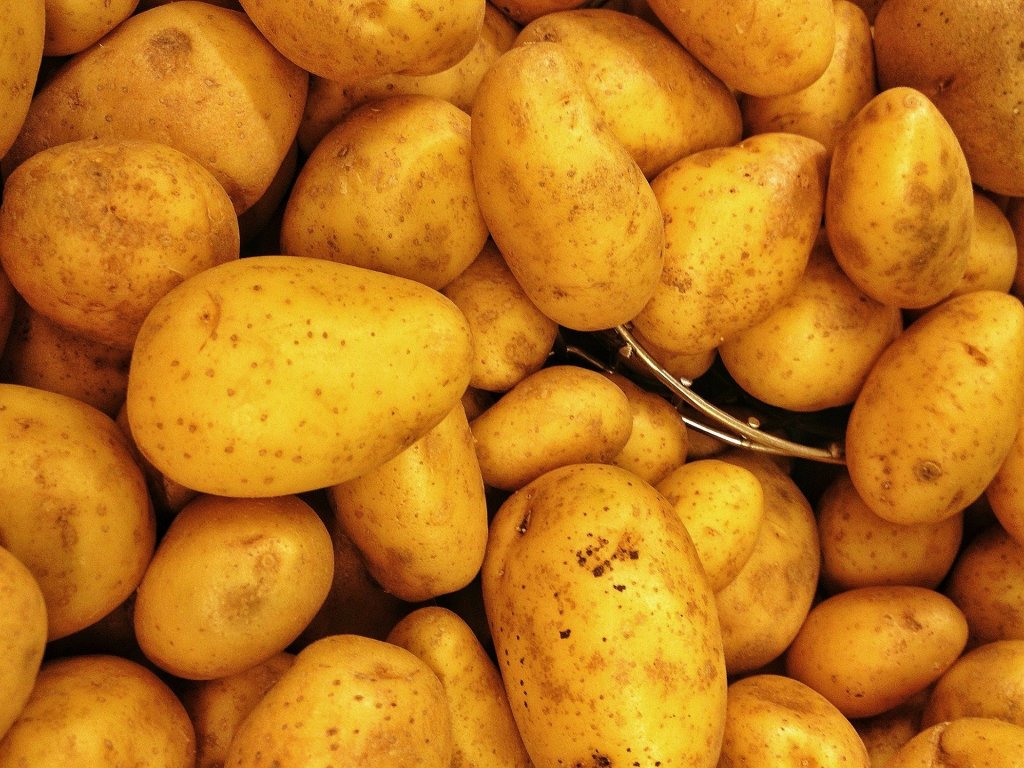 На Харьковщине «отмирает» картошка, плодоносят персики и завелись богомолы