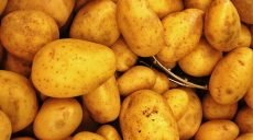 На Харьковщине «отмирает» картошка, плодоносят персики и завелись богомолы