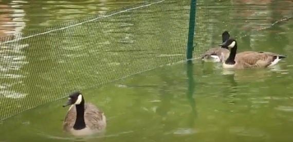 Міграція харківських птахів: де тепер живуть водоплавні пернаті