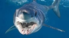В Новом Южном Уэльсе акула-людоед напала на серфера и убила его