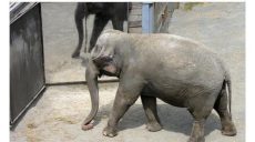 Слониха из зоопарка в Нью-Йорке подала в суд