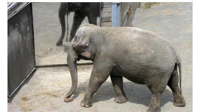 Слониха из зоопарка в Нью-Йорке подала в суд