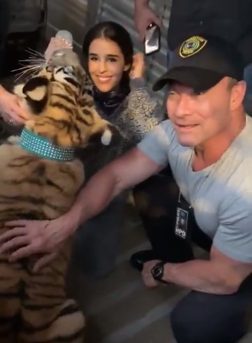 В Хьюстоне неделю искали 9-месячного тигренка, которого хозяин выгнал из дома (видео)