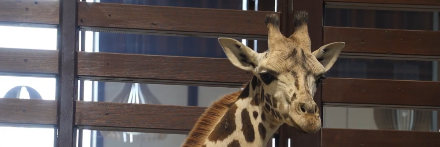 Жирафенок Дема прижился в Харьковском зоопарке (видео)