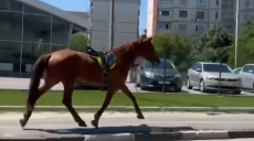 Харьковчане просят запретить конные прогулки по городу