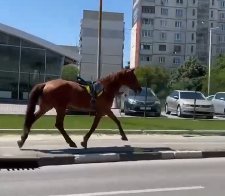 По Харькову бегает лошадь (видео)