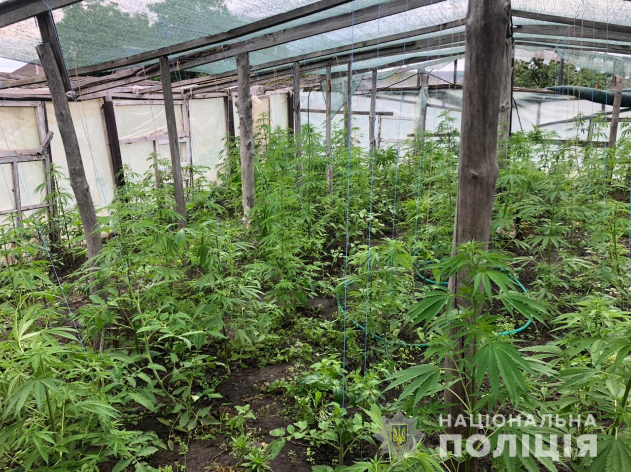 На Харьковщине силовики изъяли 266 растений конопли  - фото 3 