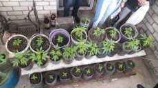 Полиция забрала у харьковчанина 50 горшков с коноплей (фото)