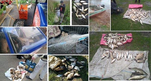 Харьковские браконьеры в период нереста вылавливали по 20 — 50 кг рыбы сетями (фото)