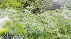 Житель Харьковщины вырастил 500 кустов конопли (фото)