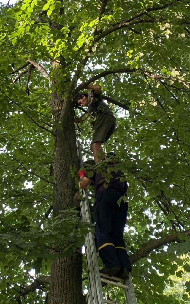 «Не могу слезть — страшно». Харьковские спасатели сняли подростка с высокого дерева (фото)