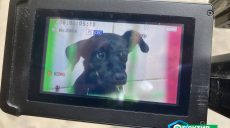 В Харькове щенка спасли от хозяина-садиста: ветеринары рассказали о пациенте (фото)