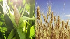 Харьковское предприятие по продаже сельхозпродукции подозревают в отмывании теневых доходов