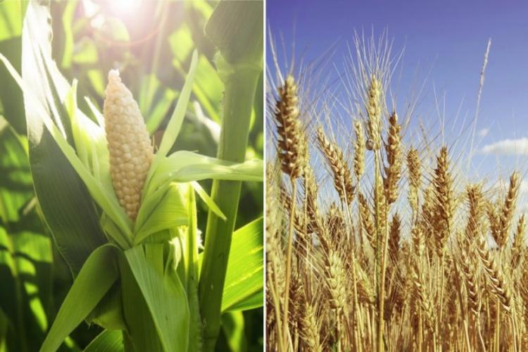 Харьковское предприятие по продаже сельхозпродукции подозревают в отмывании теневых доходов