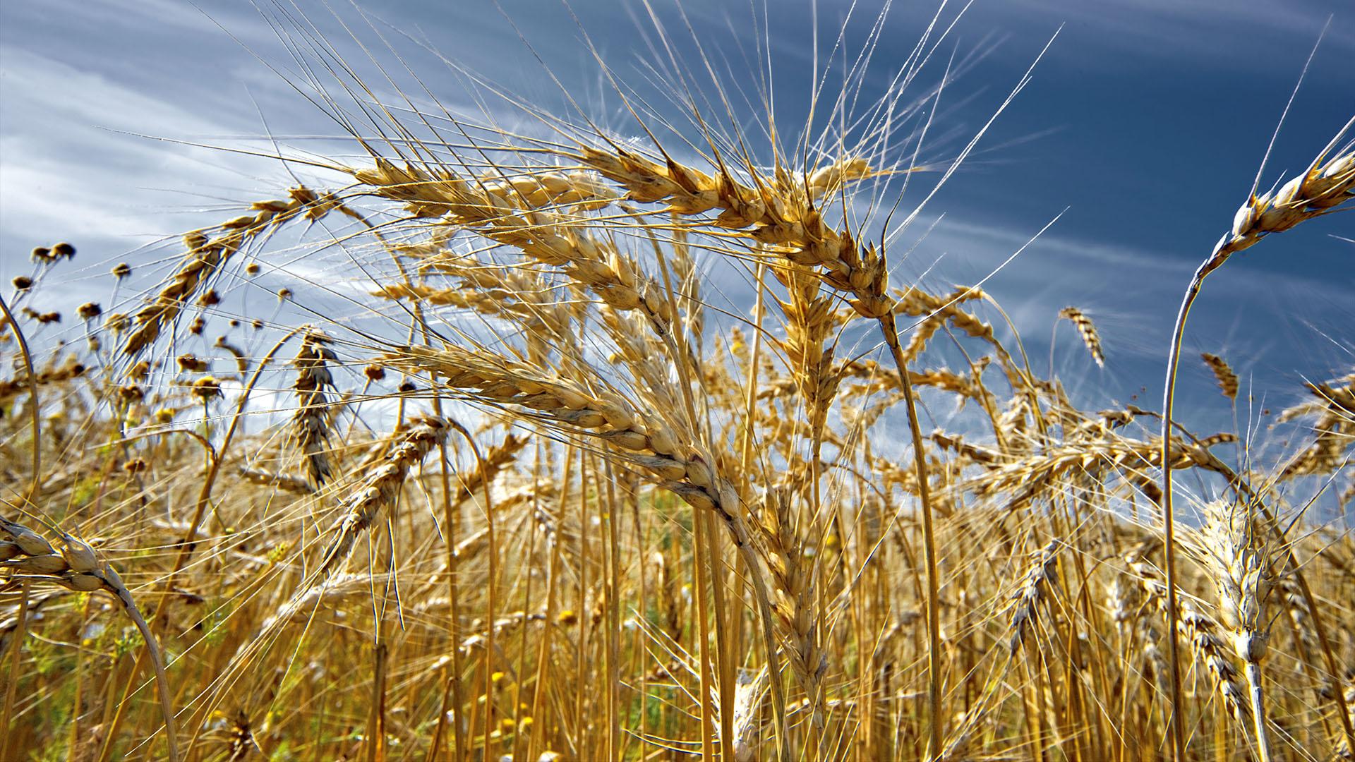 На пшеничных полях в Харьковской области нашли клопов и различные болезни