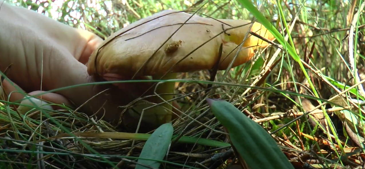 Цьогоріч на Харківщині отруєнь грибами не було — обласний лабцентр (відео)