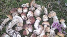 На Харьковщине пошли первые белые грибы (фоторепортаж)