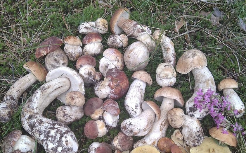 На Харьковщине пошли первые белые грибы (фоторепортаж)