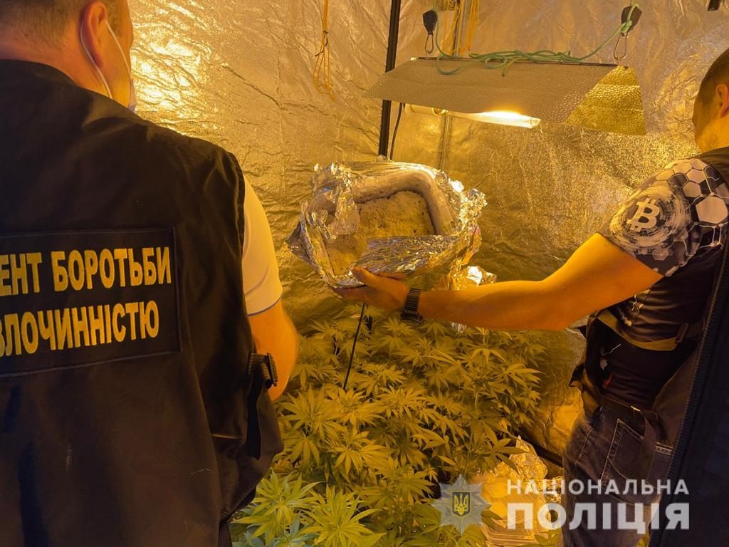 На Харьковщине «аграрий» выращивал в теплице более 250 растений конопли (фото)