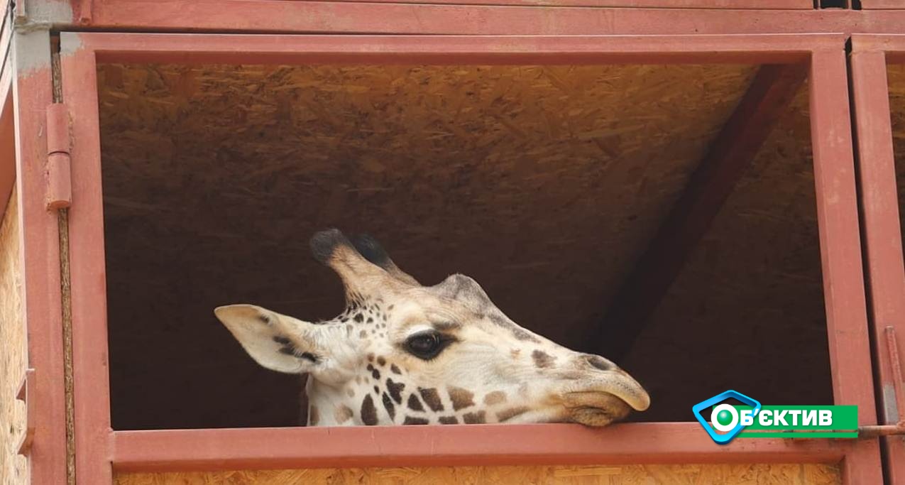10-месячный жираф Дема уже в Харькове