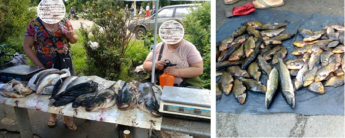 На Харьковщине продолжают проверять торговцев свежей рыбой (фото)