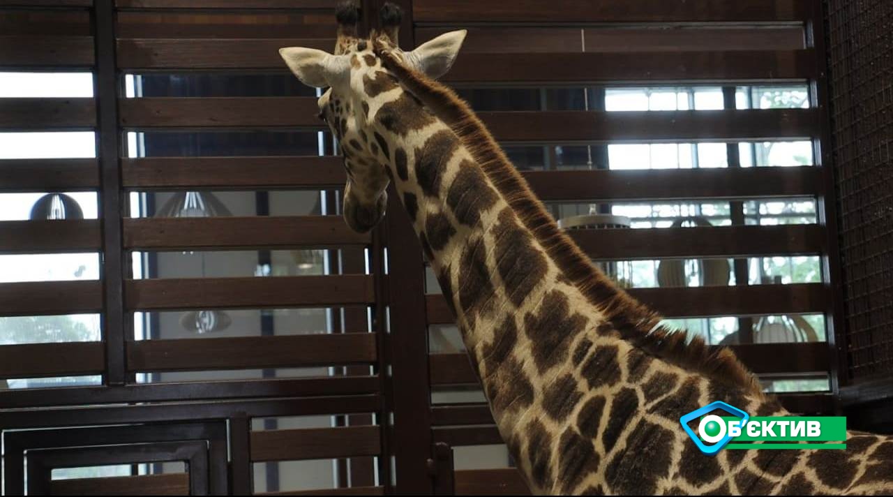 В Харьков прибыл долгожданный жираф Дема