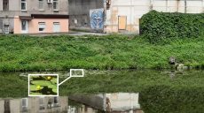 В реке посреди Харькова расцвели желтые кувшинки (фото, видео)