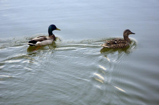 Утки плавают в озере