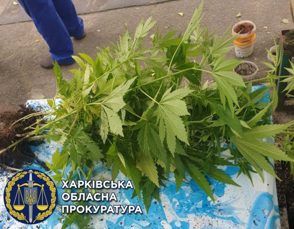 Харьковчанин незаконно выращивал у себя дома канаббис: силовики изъяли 42 куста конопли (фото)