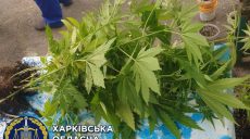 Харьковчанин незаконно выращивал у себя дома канаббис: силовики изъяли 42 куста конопли (фото)