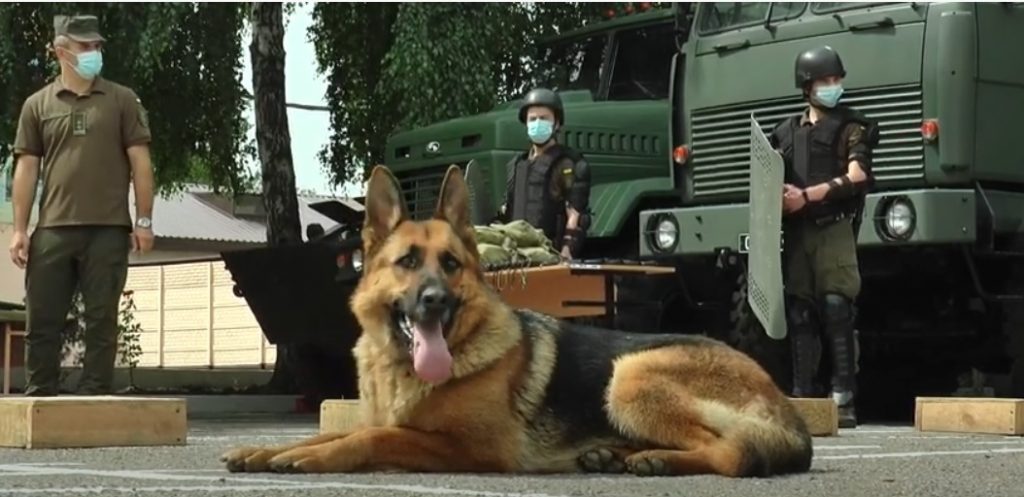 Харківські кінологи та собаки братимуть участь у параді до Дня Незалежності в Києві