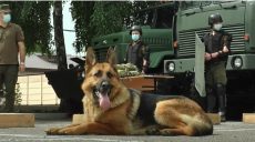 Харківські кінологи та собаки братимуть участь у параді до Дня Незалежності в Києві