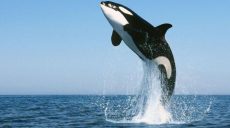 Стая косаток, которых называют китами-убийцами, атаковала яхту в море у берегов Испании (видео)