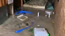 В Ялте из-за потопа на свободе оказались 70 крокодилов (видео)