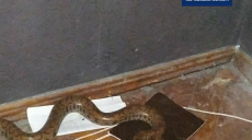 Харьковчанка нашла у себя под кроватью питона (фото)