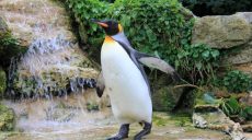Пингвину с больными лапами пошили специальные ботинки