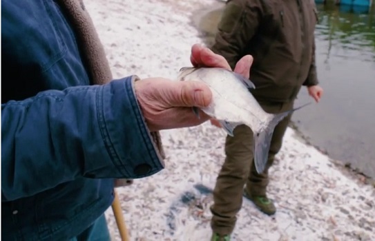 Рыболовам-любителям увеличат суточную норму вылова рыбы