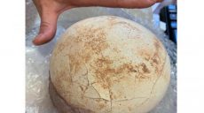 В Италии на почте конфисковали яйцо динозавра и будут показывать его в музее