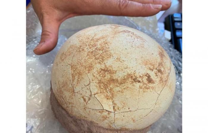 В Италии на почте конфисковали яйцо динозавра и будут показывать его в музее