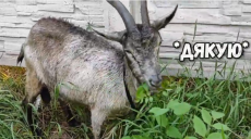 В Харькове спасли молочную козу (видео, фото)