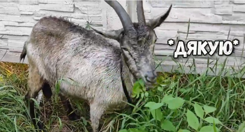 В Харькове спасли молочную козу (видео, фото)