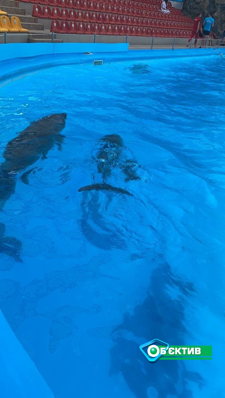 У дельфинов в харьковское дельфинарии родились два дельфиненка 