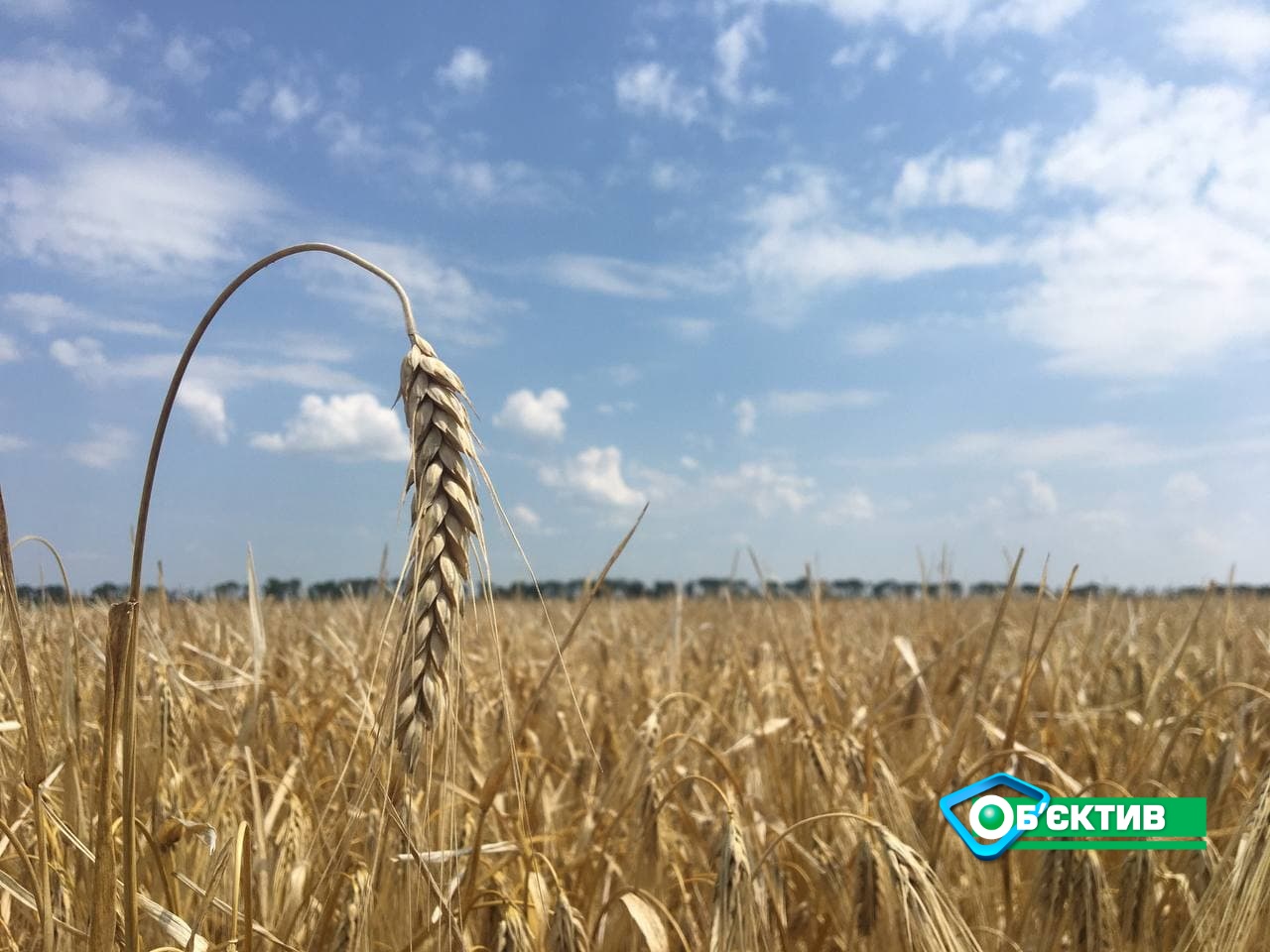 Харьковские аграрии надеются на большой урожай ранних зерновых