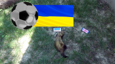 Хорек-предсказатель из Харьковского зоопарка сделал прогноз на матч Украина-Англия (видео)