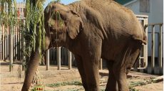 Чем болела и почему умерла слониха Тэнди: комментарии Одесского и Харьковского зоопарков